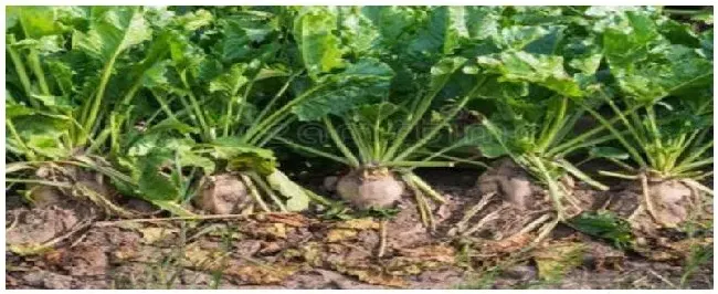 甜菜怎么施肥 | 农业常识