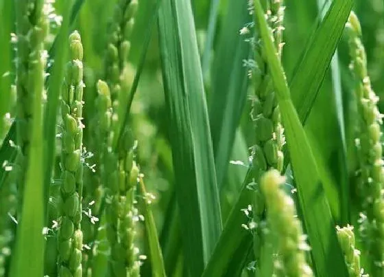 植物常识问题|水稻灌浆期如何增产（水稻灌浆期水肥管理注意事项）