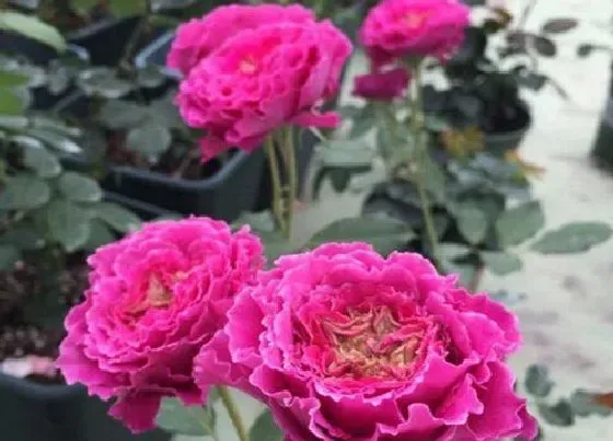 植物常识问题|如何让月季长出来的枝条更粗壮一些