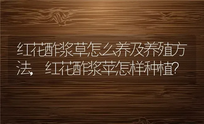 红花酢浆草怎么养及养殖方法,红花酢浆苹怎样种植？ | 养殖常见问题