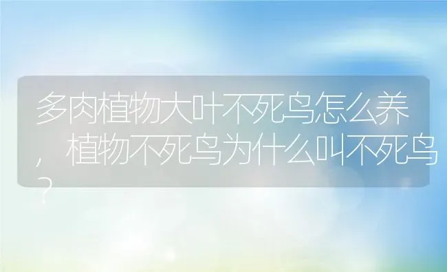 多肉植物大叶不死鸟怎么养,植物不死鸟为什么叫不死鸟？ | 养殖常见问题