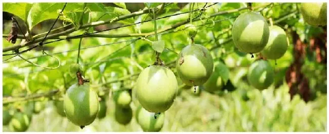 百香果种下去多久挂果 | 农业常识