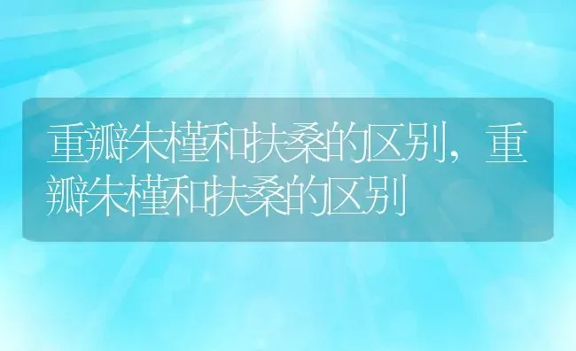 罗马生菜可以生吃吗罗马生菜怎么做好吃,罗马菜的吃法？ | 养殖常见问题