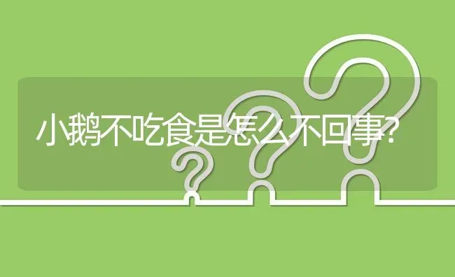 小鹅不吃食是怎么不回事? | 养殖问题解答