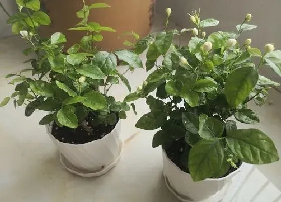 植物常识问题|养殖茉莉花的注意事项（盆栽茉莉花养护要点与小技巧）