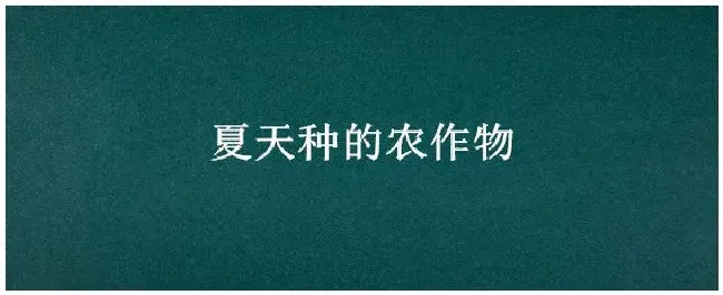 夏天种的农作物 | 科普知识