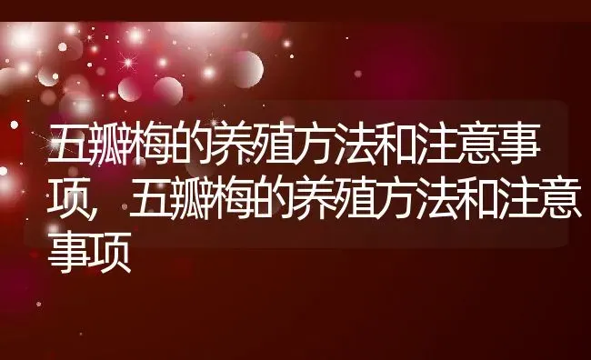 五瓣梅的养殖方法和注意事项,五瓣梅的养殖方法和注意事项 | 养殖常见问题