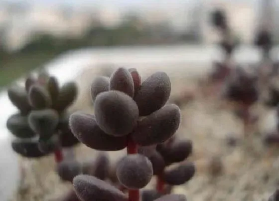 植物常识问题|珊瑚珠的养殖方法