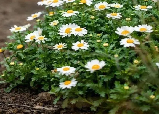 植物常识问题|雏菊和菊花的区别