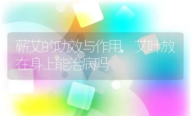 蕲艾的功效与作用,艾叶放在身上能治病吗 | 养殖常见问题