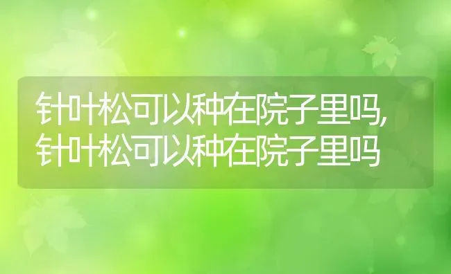 针叶松可以种在院子里吗,针叶松可以种在院子里吗 | 养殖常见问题