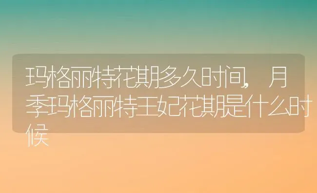 玛格丽特花期多久时间,月季玛格丽特王妃花期是什么时候 | 养殖常见问题