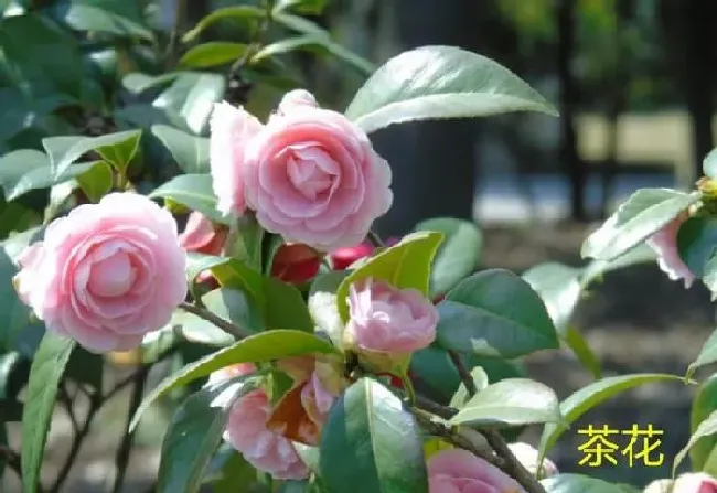 植物常识问题|花凤仙和茶花是一种植物吗（哪个更适合扦插繁殖）