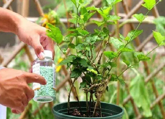 植物常识问题|教你如何给植物安全施肥