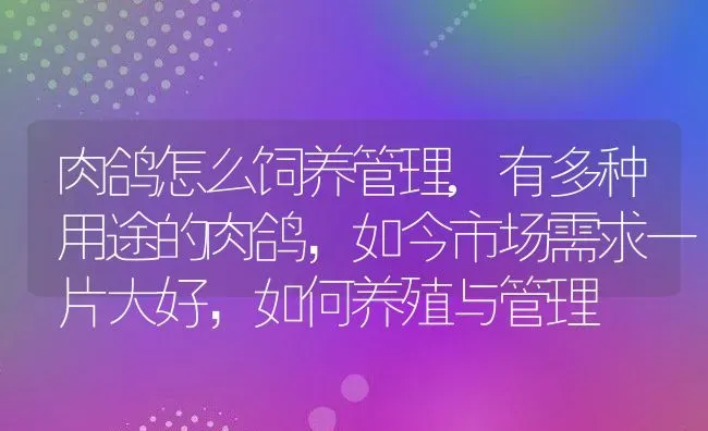 肉鸽怎么饲养管理,有多种用途的肉鸽，如今市场需求一片大好，如何养殖与管理 | 养殖常见问题