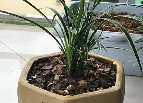 植物常识问题|属蛇的幸运植物和花草 属蛇种什么植物运气好