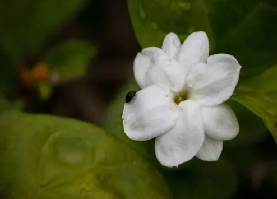 植物常识问题|茉莉花掉光后怎么修剪保证来年花更多