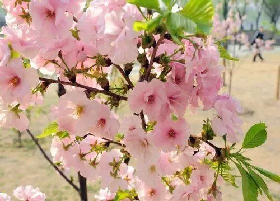 植物常识问题|樱花的种植方法和注意事项（盆栽樱花栽培与养护要点）