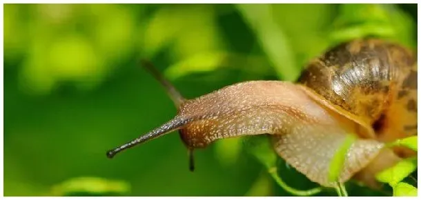 蜗牛是昆虫吗 | 生活常识