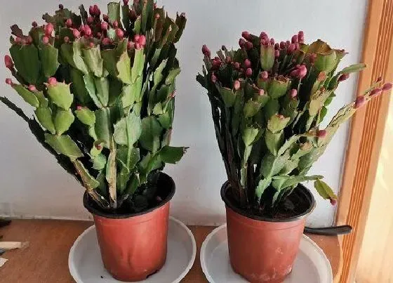 植物常识问题|蟹爪兰如何上盆成活更有保障