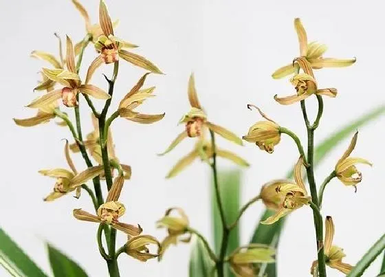 植物常识问题|兰花旧植料如何处理才可以使用