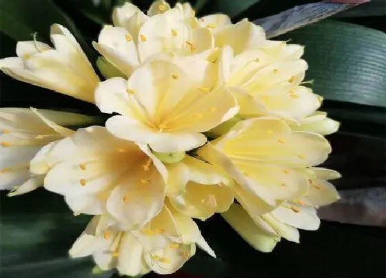 植物常识问题|君子兰怎么养护开出又大又多的花朵