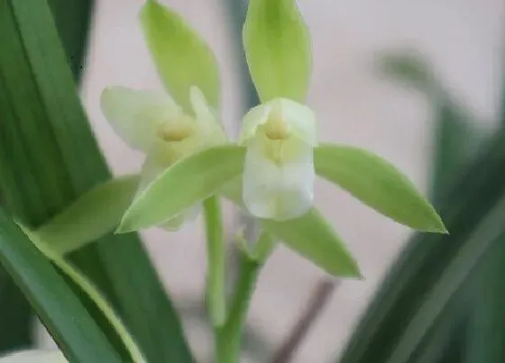 植物常识问题|兰花夏季如何防治病毒害