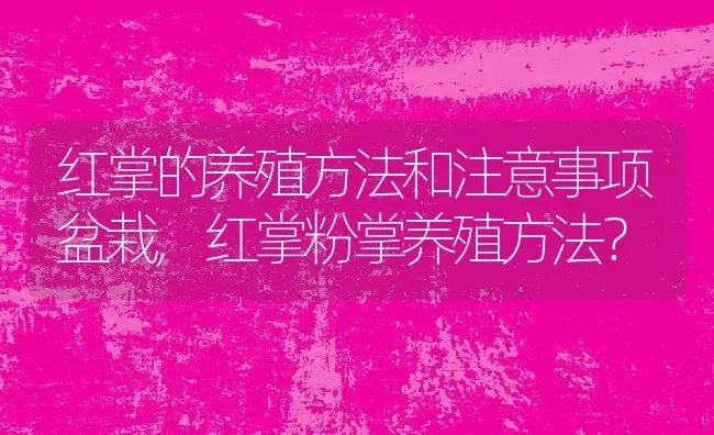 红掌的养殖方法和注意事项盆栽,红掌粉掌养殖方法？ | 养殖常见问题