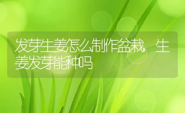 发芽生姜怎么制作盆栽,生姜发芽能种吗 | 养殖常见问题