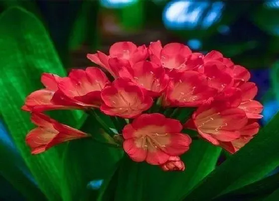 植物常识问题|君子兰怎么养护开出又大又多的花朵