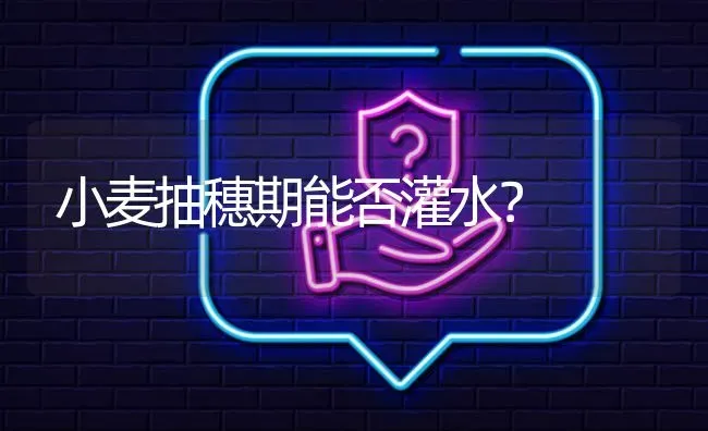 小麦抽穗期能否灌水? | 养殖问题解答