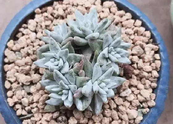 植物常识问题|夏季多肉茎腐该怎么处理
