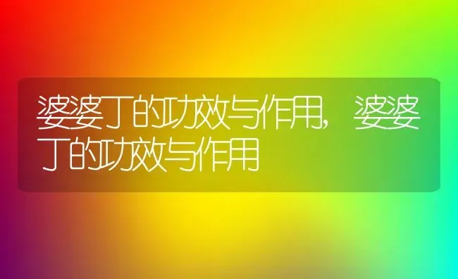 婆婆丁的功效与作用,婆婆丁的功效与作用 | 养殖常见问题