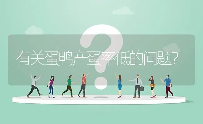 有关蛋鸭产蛋率低的问题? | 养殖问题解答