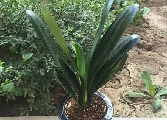 植物常识问题|给君子兰抹头有哪些问题需要注意
