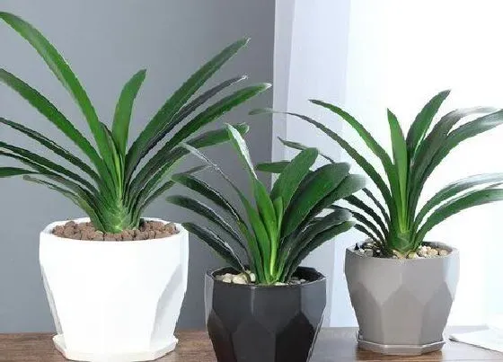 植物常识问题|夏天君子兰如何养殖叶片翠绿状态好