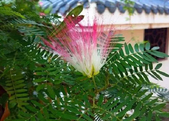 植物常识问题|合欢树的风水禁忌及讲究 合欢树种在哪里风水好