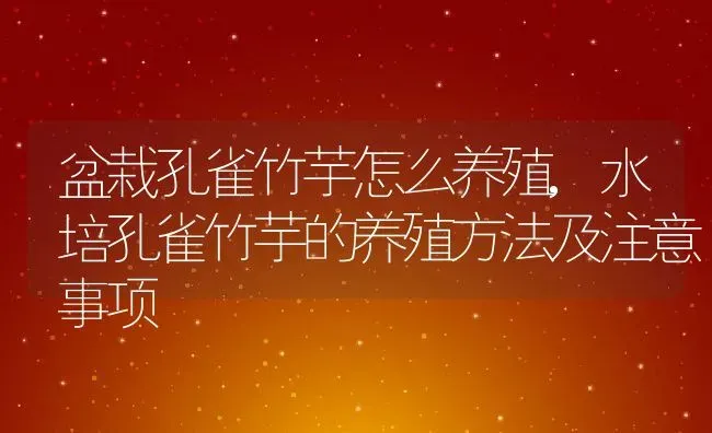 盆栽孔雀竹芋怎么养殖,水培孔雀竹芋的养殖方法及注意事项 | 养殖常见问题