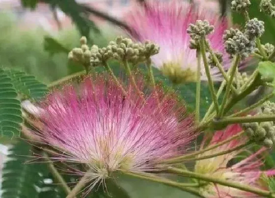 植物常识问题|合欢树的风水禁忌及讲究 合欢树种在哪里风水好