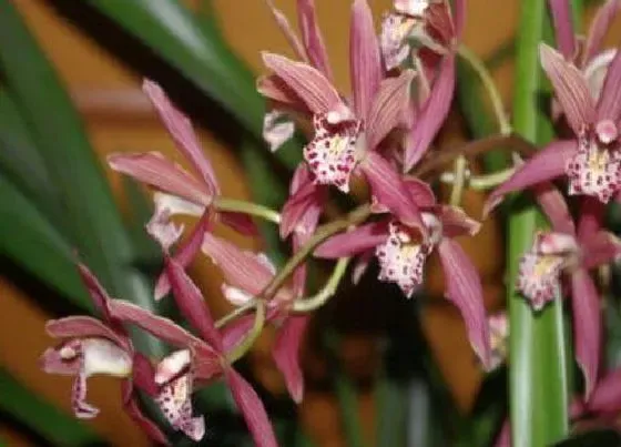 植物常识问题|6月兰花要注意哪些养护要点