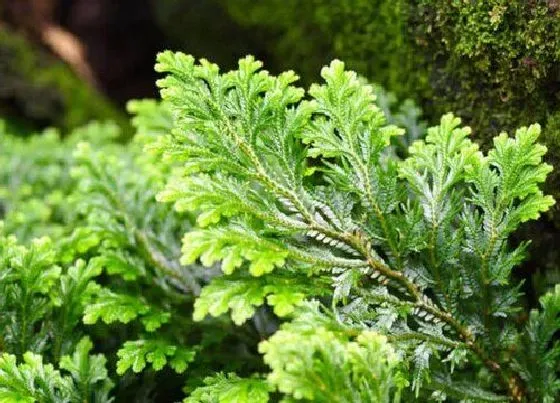 植物常识问题|为什么家里不能养卷柏 卷柏能养在家里吗