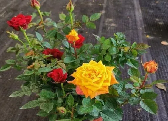植物常识问题|休眠期的月季冒出的新芽如何处理