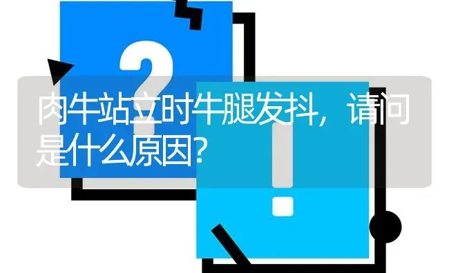 肉牛站立时牛腿发抖,请问是什么原因? | 养殖问题解答