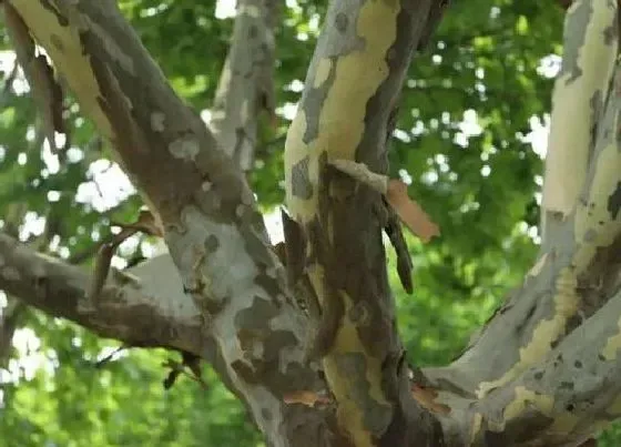 植物常识问题|悬铃木是法国梧桐树吗 法国梧桐和悬铃木有什么区别