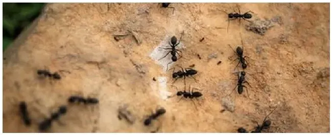 蚂蚁惧怕什么植物 | 农业常识