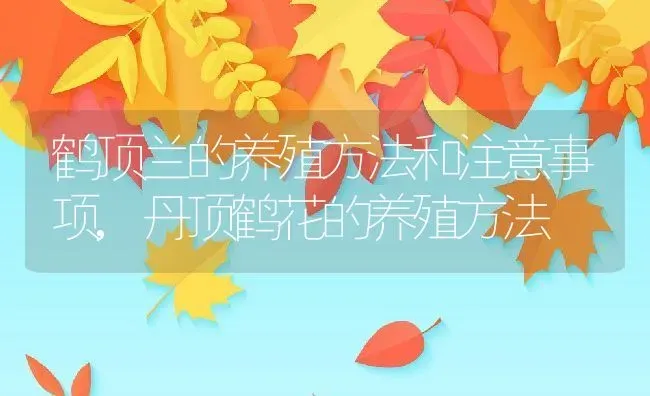 鹤顶兰的养殖方法和注意事项,丹顶鹤花的养殖方法 | 养殖常见问题