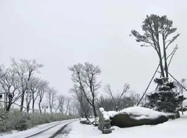 植物常识问题|本轮寒潮为啥南方降雪比北方明显（南方大范围降雪）