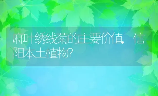 麻叶绣线菊的主要价值,信阳本土植物？ | 养殖常见问题