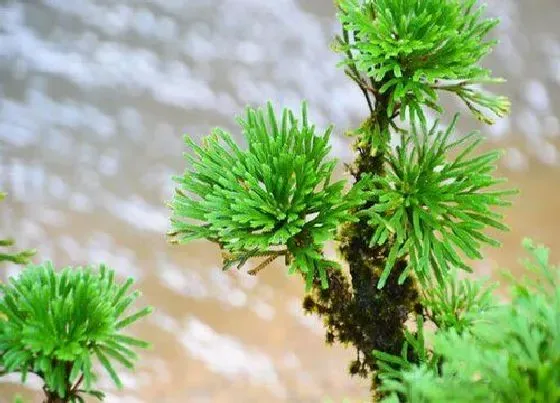 植物常识问题|为什么家里不能养卷柏 卷柏能养在家里吗