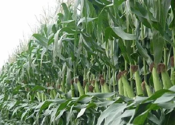 植物常识问题|玉米施追肥的最佳时间（玉米什么时候追肥，能追几次肥）